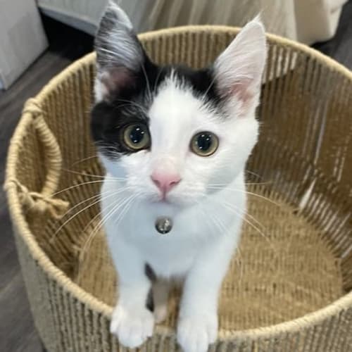 Meeko