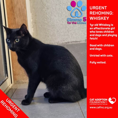 Whiskey Private Rehoming No Charge!