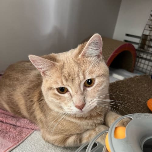 Posh - Adopted