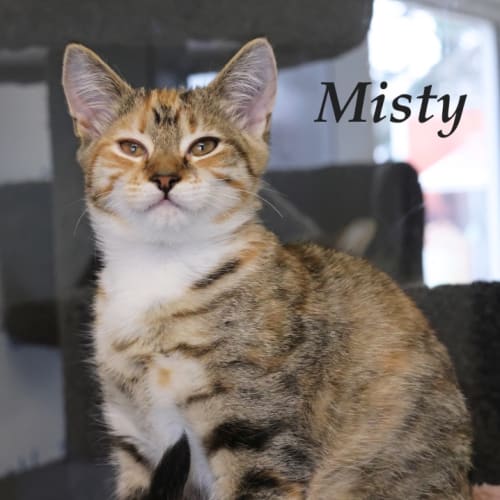 Misty