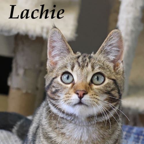Lachie