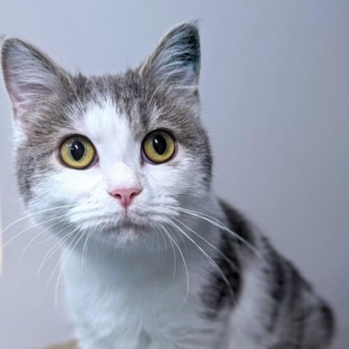 Riku