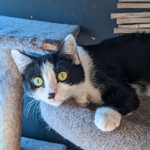 Louise - Domestic Short Hair Cat