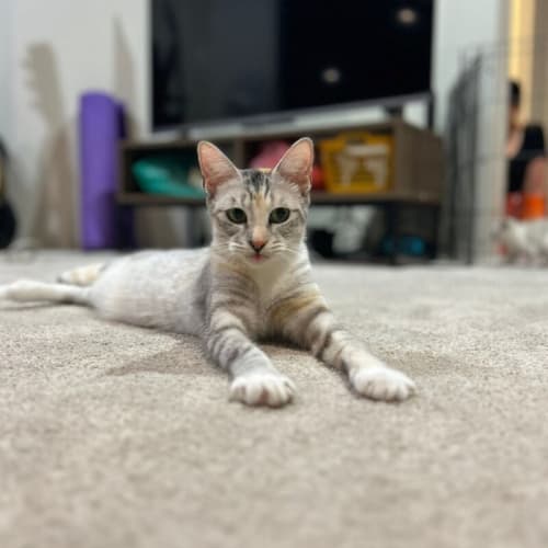 Leia