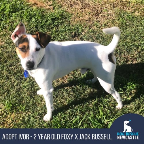 Ivor - 2 Year Old Foxy X Jack Russell (Trial)