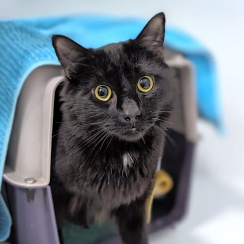 Salem
