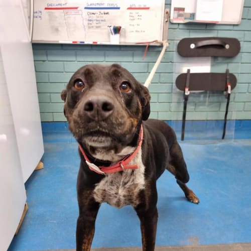Roxie (junior)