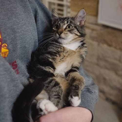 Chip