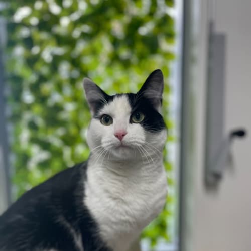 🍭 Lorenzo 5239 🍭