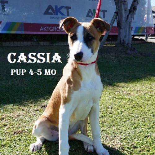 Cassia