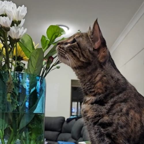 SAFE Karratha (Saving Animals From Euthanasia) PetRescue