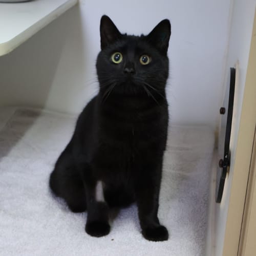 Salem