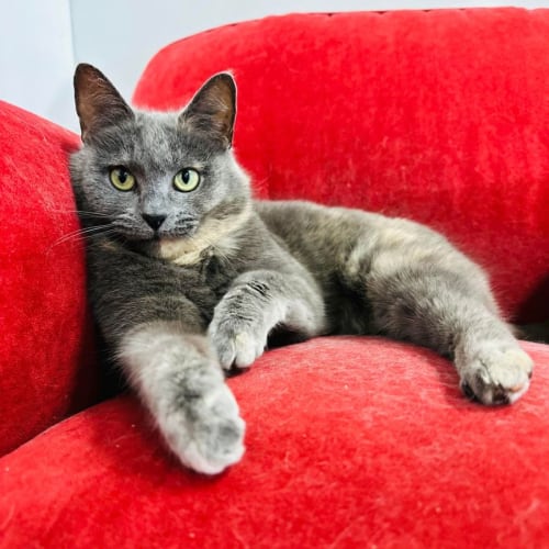 Marshmellow - Located in Preston