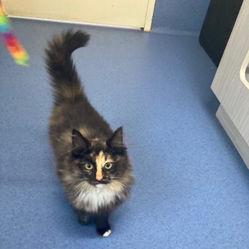 Torti DLH