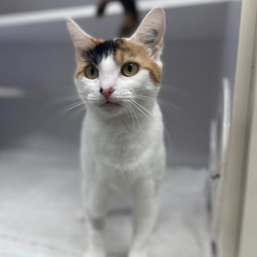 Carmela