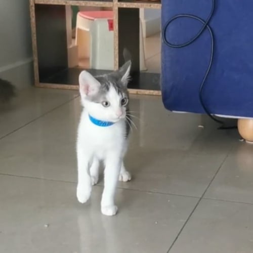 Pablo meet me@Petstock Chelsea store