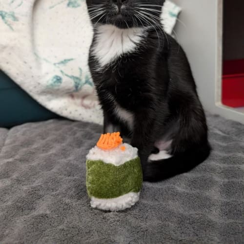 Temaki