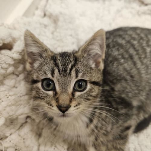 Cat Cash