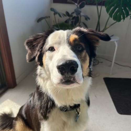 Axel
