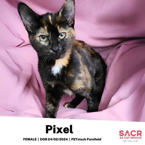 Pixel