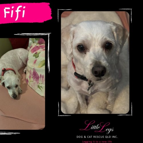 Fifi