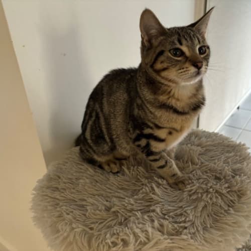 Deepa meet me at Petstock Hastings store