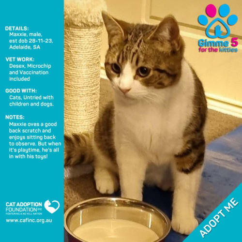 Maxxie Only $39 Limited Time!