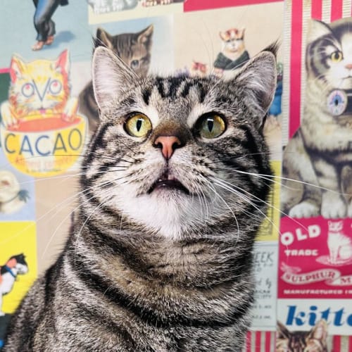 Wombat - Located in Preston