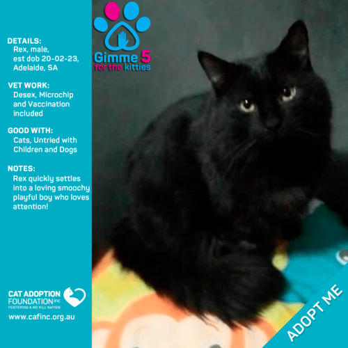 Rex Only $39 Limited Time!