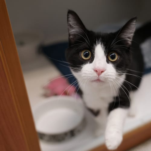 Domino