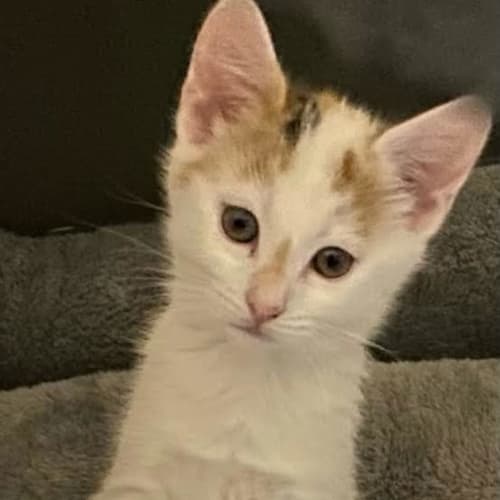 Daphne