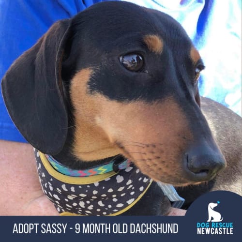 Sassy - 9 Month Old Dachshund (Trial)