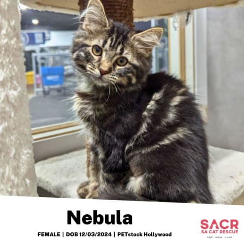 Nebula