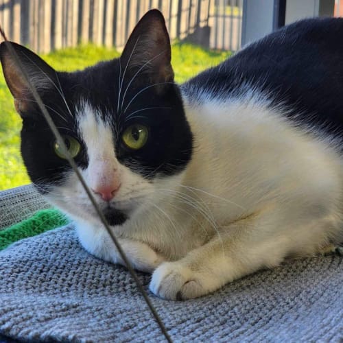 🍿 Tahini 5063 🍿