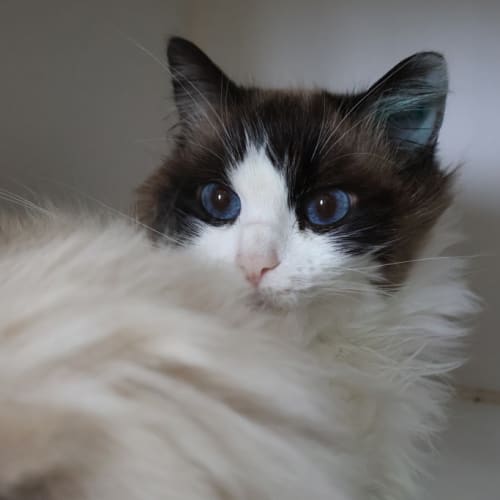 Tilly