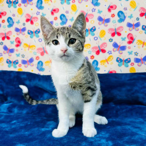 Tulip - Located in Keilor East