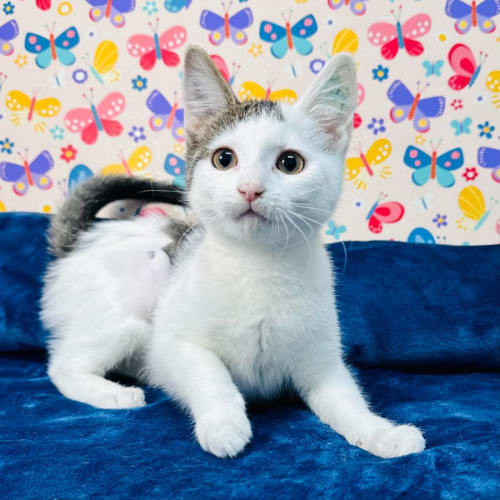 Blossom - Located in Keilor East