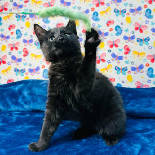 Minnie - Located in Keilor East 