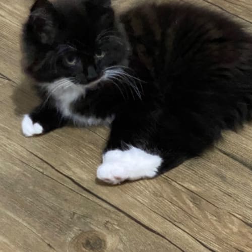 Dewey meet me at PETstock Dandenong