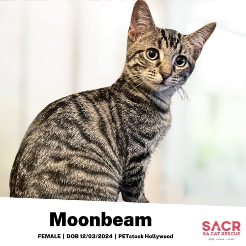 Moonbeam