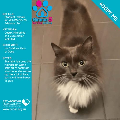 Starlight Only $39 Limited Time!