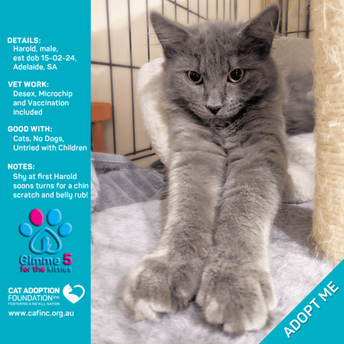 Harold Just $50 Limited Time!