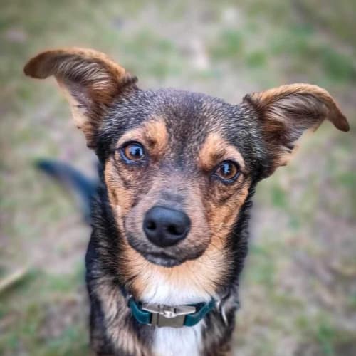Roo