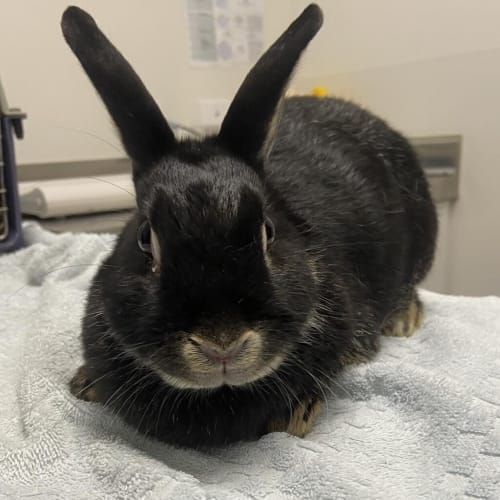 Luna (bonded To Dean)