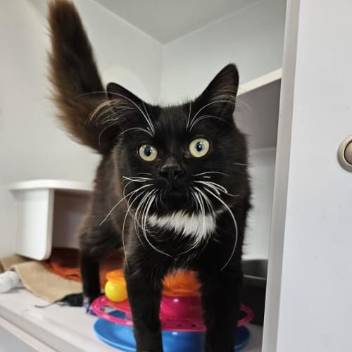 Pepe Le Pew