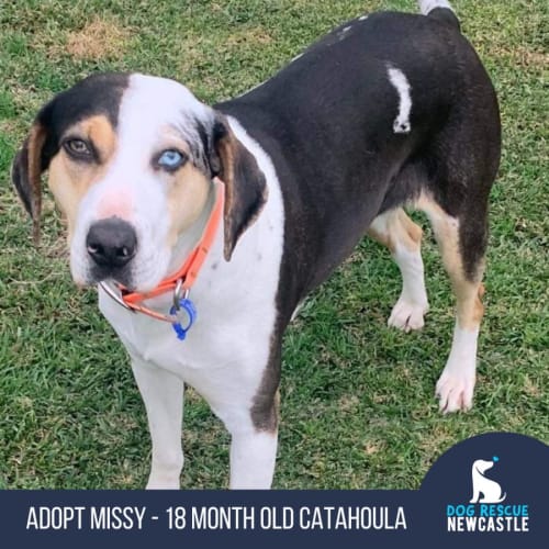 Missy - 18 Month Old Catahoula (Hold)