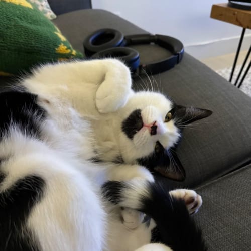 Captain Barbossa the pirate!  