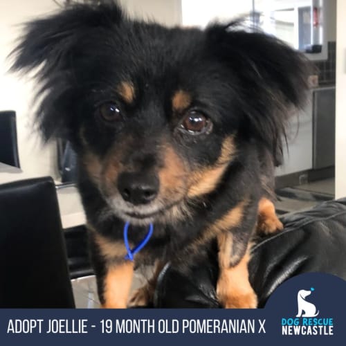 Joellie - 19 Month Old Pomeranian X (Hold)