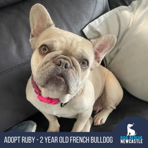 Ruby - 2 Year Old French Bulldog (Trial)