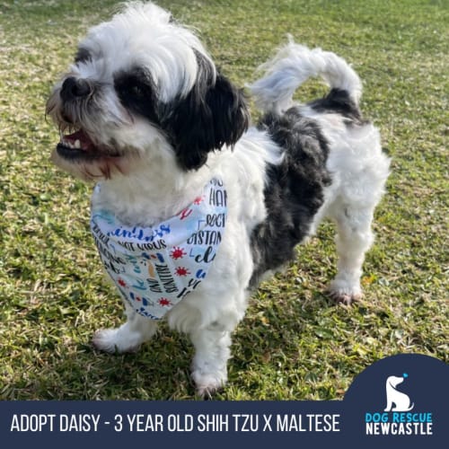 Daisy 🌼Shih Tzu x Maltese (On Trial 12/7/24)